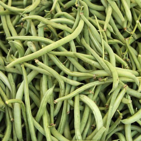 Topcrop Bush Bean Seed - 25 Lb Bulk - Non-GMO  Heirloom Green Snap Bean Seeds - Vegetable Garden Seeds