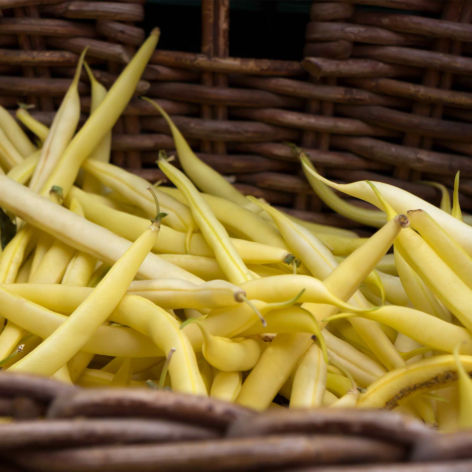 Goldrush Wax Bush Beans - 5 Lb ~7 200 Seeds - Non-GMO  Heirloom - Vegetable Garden Seeds - Gold Rush