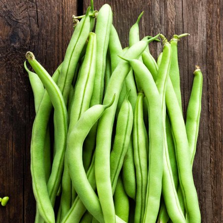 Seeds: Contender Bush Bean -50 Lb Bulk- Heirloom Seed - Buff Valentine