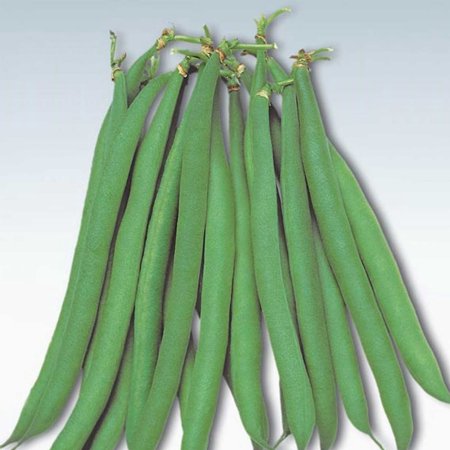 Masai Bush Bean Garden Seeds - 10 000 Seeds - Non-GMO  Heirloom Baby French Filet Bean Vegetable Gardening Seeds