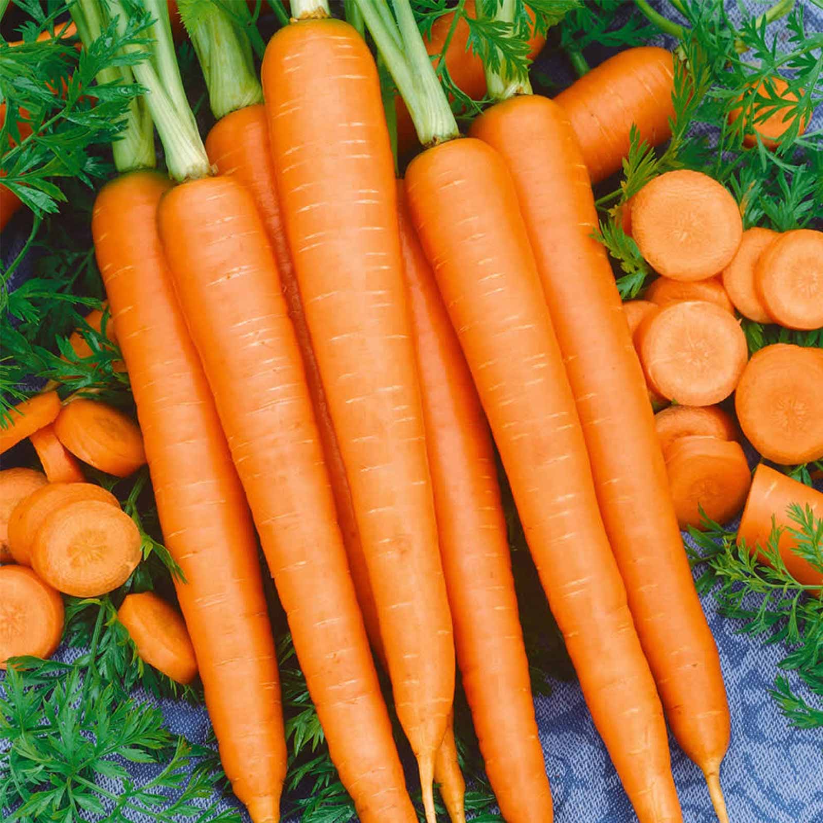Tendersweet Carrot Seeds - 1 Lb - Non-GMO  Heirloom Vegetable Garden Seeds - Gardening by Mountain Valley Seeds