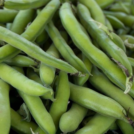 Seeds: Roma II Bush Bean-50 Lb Bulk-Non-GMO Heirloom Roma 2 Bush Bean
