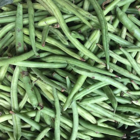 Stringless Green Pod Bush Bean Seed (Burpee) - 1 Lb - Non-GMO  Heirloom Green Snap Bean Seeds - Vegetable Garden Seeds
