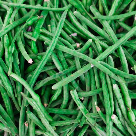 Seeds: Jade Bush Bean (Treated) - 25 Lb- Non-GMO Heirloom Garden