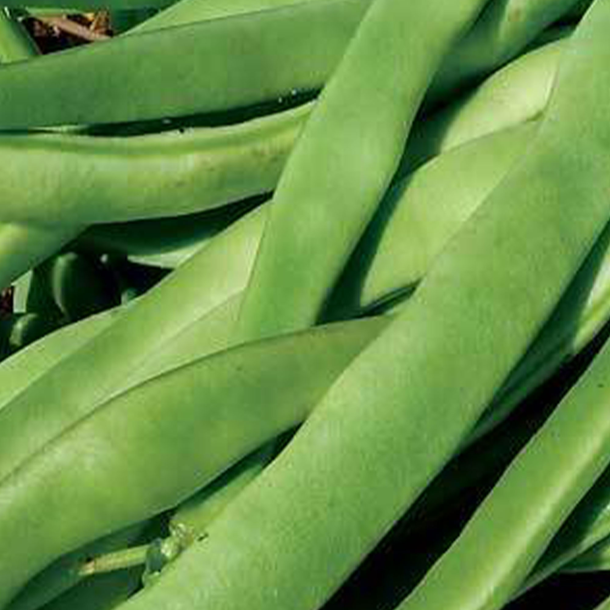 Kentucky Wonder Bush Beans  1/2 OZ ~50 Seeds - Open Pollinated Farm - Buy Non-GMO, Open Pollinated Seeds Online - Best Seed Supp
