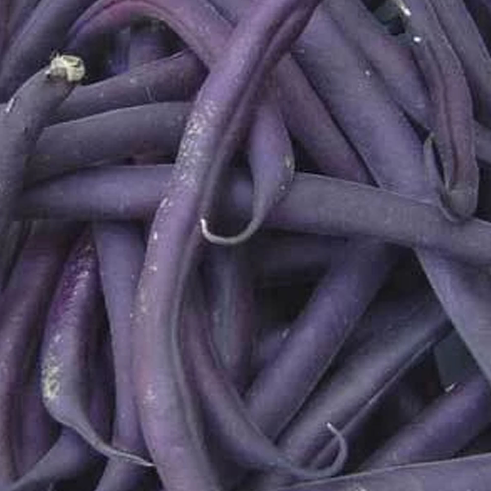 Organic Royal Burgundy Bush Bean Seeds - 5 LB Bulk ~8 000 Seeds - Organic  Heirloom  Open Pollinated  Non-GMO  Farm & Vegetable Gardening Seeds