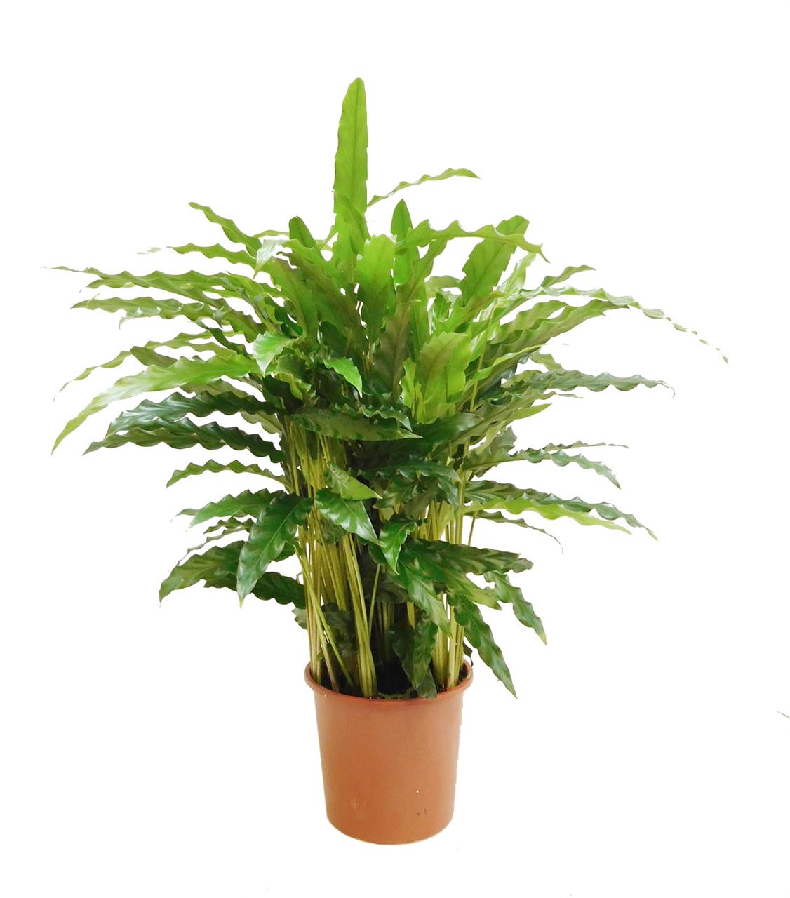 Calathea Ruf. Bluegrass - D 17 Cm