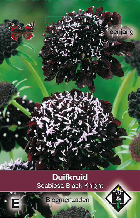 Duifkruid/Scabiosa Atropurpurea Black Knight Zaden