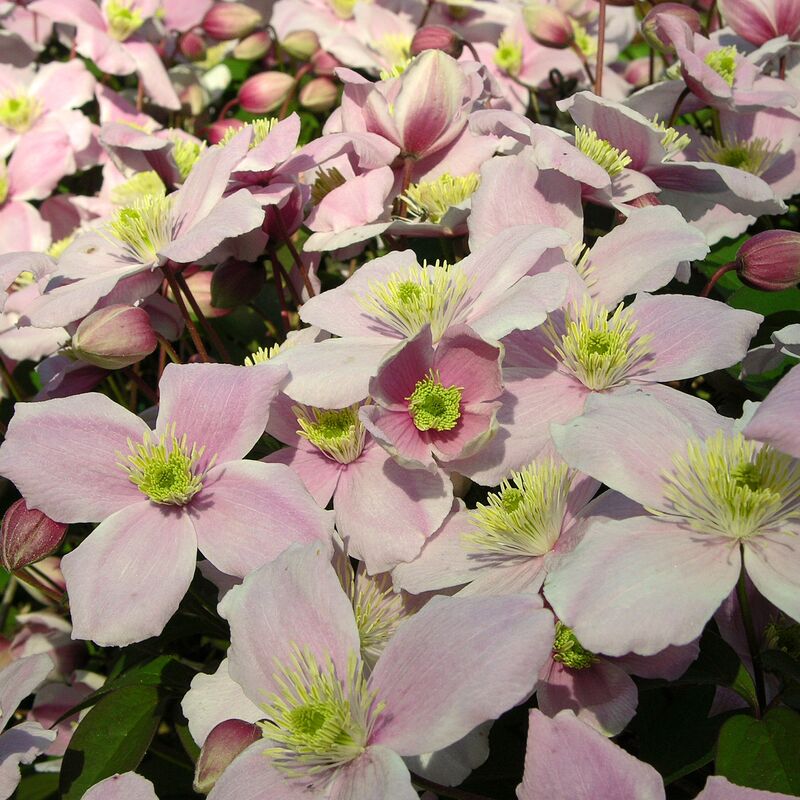 Clématite Montana Pink Perfection | Pot De 3L - Echelle Bambou 60/120 Cm