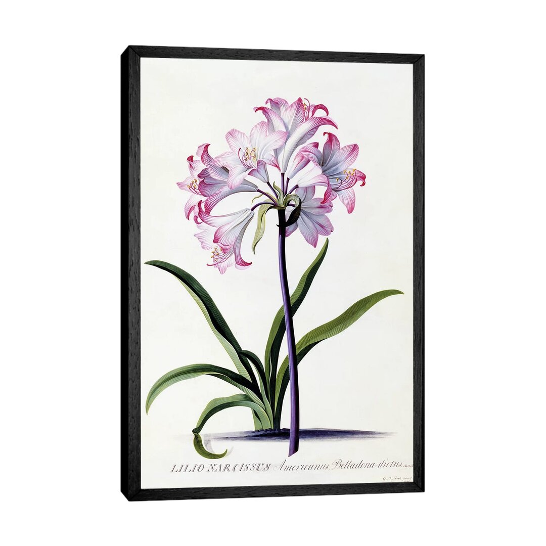 Leinwandbild Lilio Narcissus, C.1744 Von Georg Dionysius Ehret
