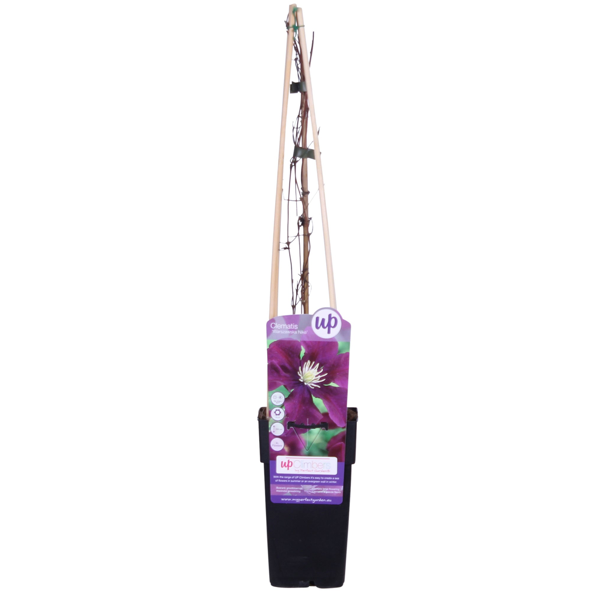 Clematis Warszawska Nike Violett - Winterhart Lieferhöhe 65 Cm, Topfgröße Ø 15 Cm. Pflanzenarten