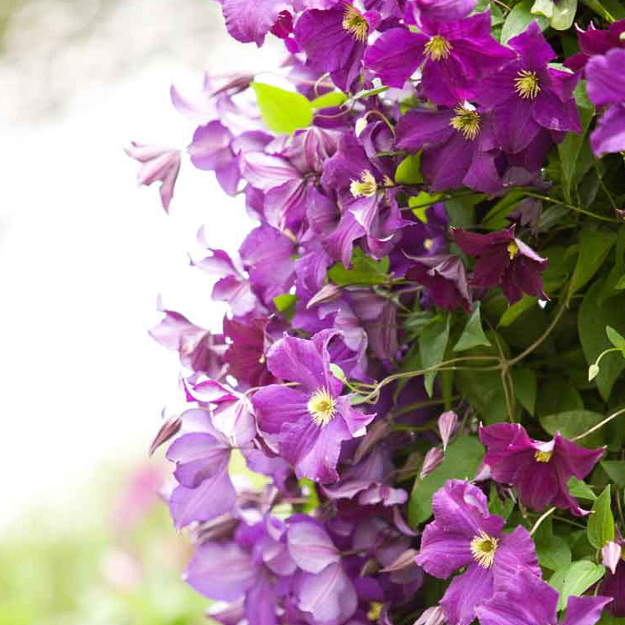 Clematis Warszawska Nike Violett - Winterhart Lieferhöhe 65 Cm, Topfgröße Ø 15 Cm. Pflanzenarten thumbnail
