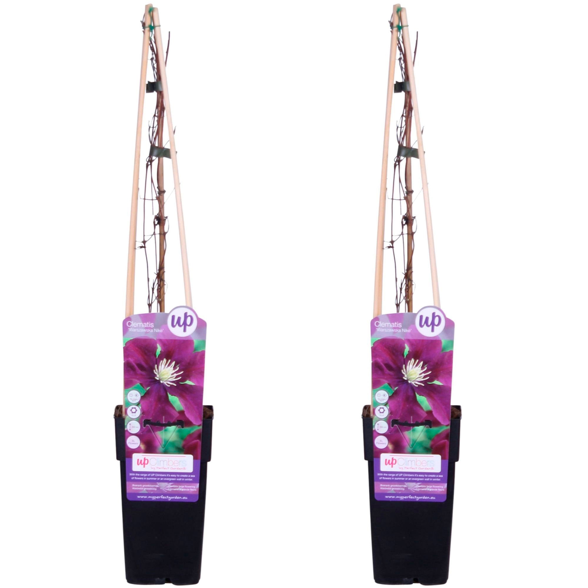 Clematis Warszawska Nike Violett - Winterhart 2x Lieferhöhe 65 Cm, Topfgröße Ø 15 Cm Pflanzenarten