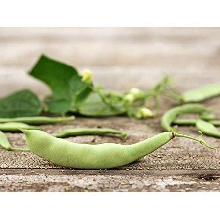 Roma II Italian Bush Bean Seeds for Planting  30+ Heirloom Seeds per Packet  (Isla S Garden Seeds)  Non GMO Seeds  Botanical Name: Phaseolus Vu Aris  