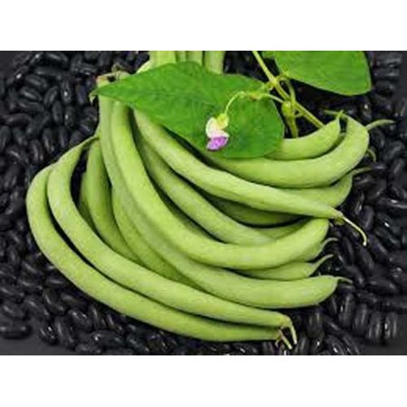 Bean Bush Black Valentine Great Heirloom Garden Vegetable by Seed Kingdom 5 Lb Seeds