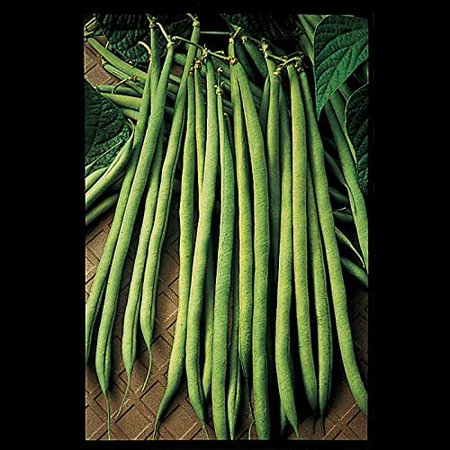 David S Garden Seeds Bean Bush Maxibel 9732 (Green) 100 Non-GMO  Open Pollinated Seeds