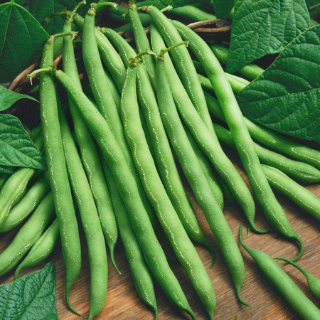 Everwilde Farms - 1 Lb Provider Green Bush Bean Seeds - Gold Vault Bulk Seed Packet