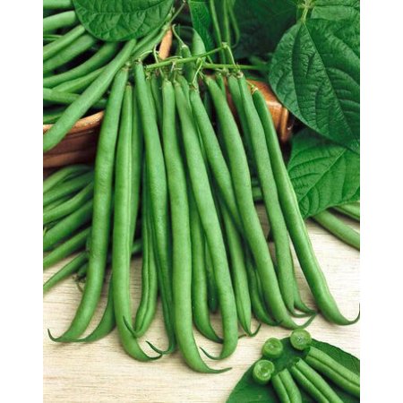 Bean Seeds  Topcrop  Heirloom Bean  Non-Gmo Bush Green Bean  Heavy Producer 75ct