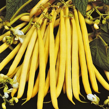 TomorrowSeeds - Pencil Pod Yellow Wax Bean Seeds - 30+ Count - for 2025 Planting Black Beans Bush