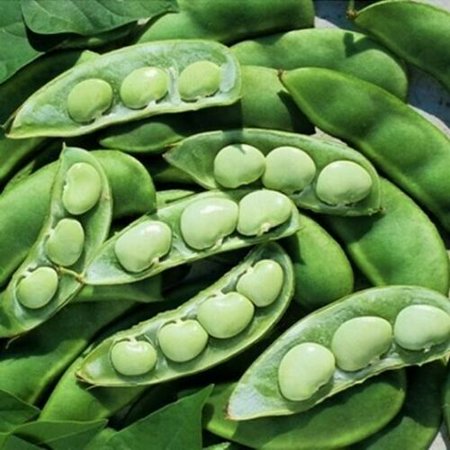 Lima Bean Seeds  Fordhook  Bush Lima Bean  Heirloom Non-Gmo  Heavy Producer 50ct