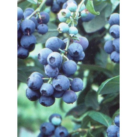 Pixies Gardens Tifblue Blueberry Bush - One of the Oldest Blueberry Cultivars Still Being Planted and Considered One of the Best. Good Pollinator (2 G