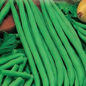 Earliserve Bush Bean - 400+ Seeds, 4 Oz - VALUE PACK