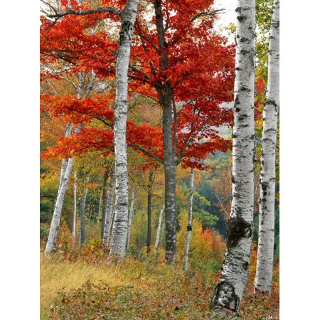 Forest of Birch and Maples in Autumn Colors  Wyman Lake  Maine  USA Print Wall Art by Jaynes Gallery Sold by Art.Com