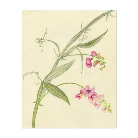 Sweet Pea Flowers Illustrations Floral Botanical Nature 16  X 20  Art Print/Poster