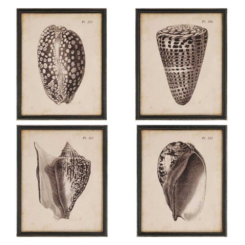 Paragon Decor Shells Framed Wall Art - Set of 4