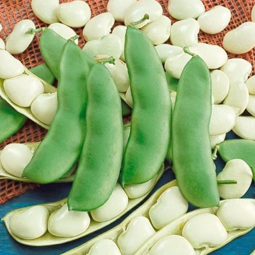 150 Seeds, Bush Bean 'Henderson Lima' (Phaseolus Vulgaris) Seeds by Seed Needs
