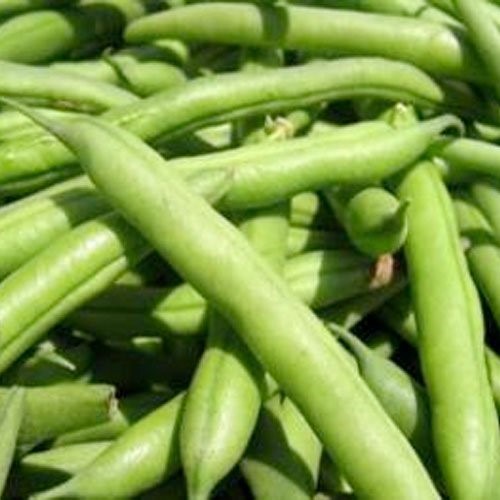 Packet of 130 Treated Seeds, Blue Lake 274 Bush Bean Seeds (Phaseolus Vulgaris)