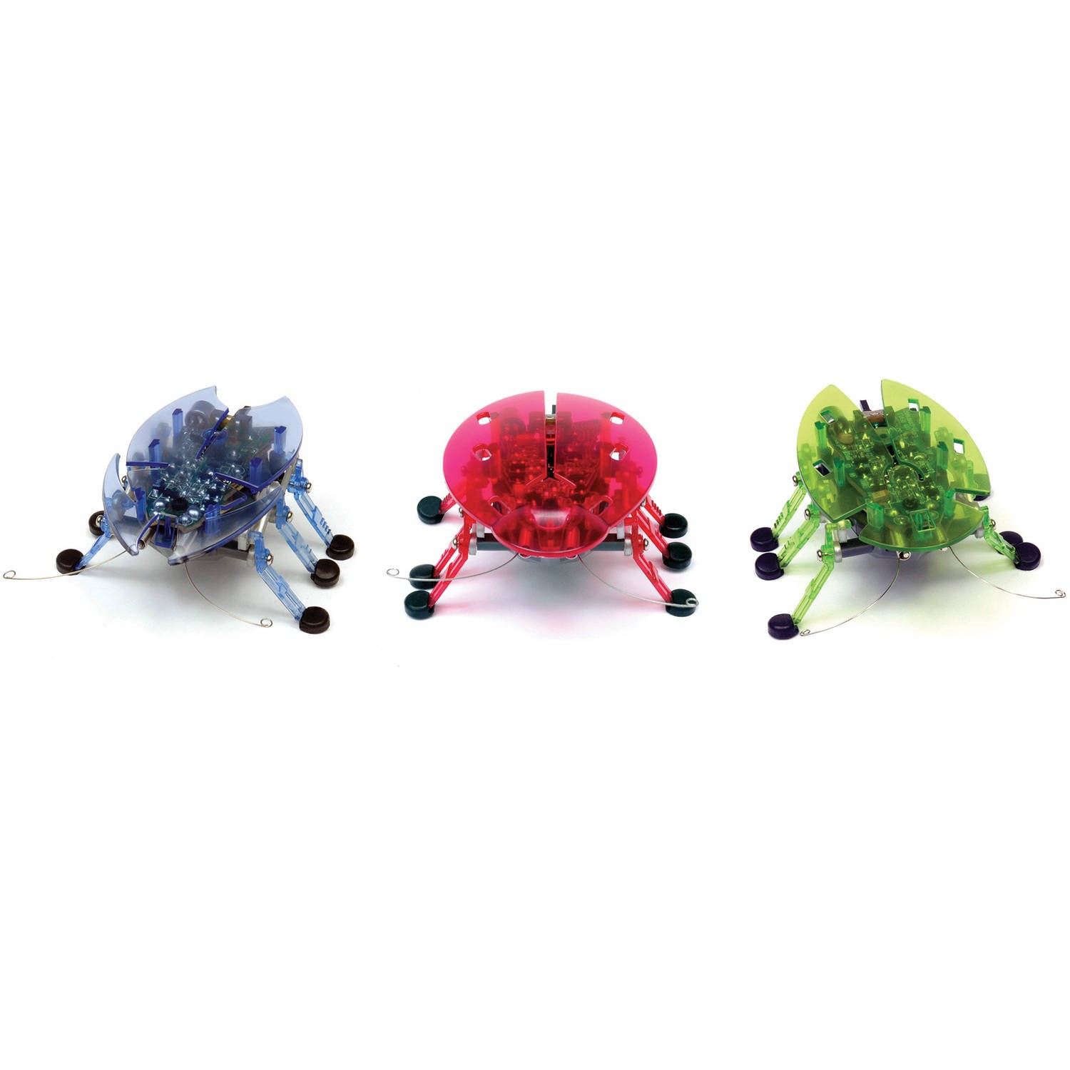 Beetle Assortment   1 Colour Supplied Randomly
