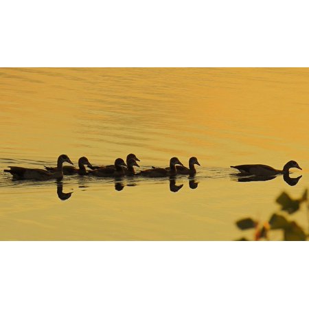 Golden Hour Water Lake Nilgnse Sunset-12 Inch by 18 Inch Laminated Poster with Bright Colors and Vivid Imagery-Fits Perfectly in Many Attractive Frame