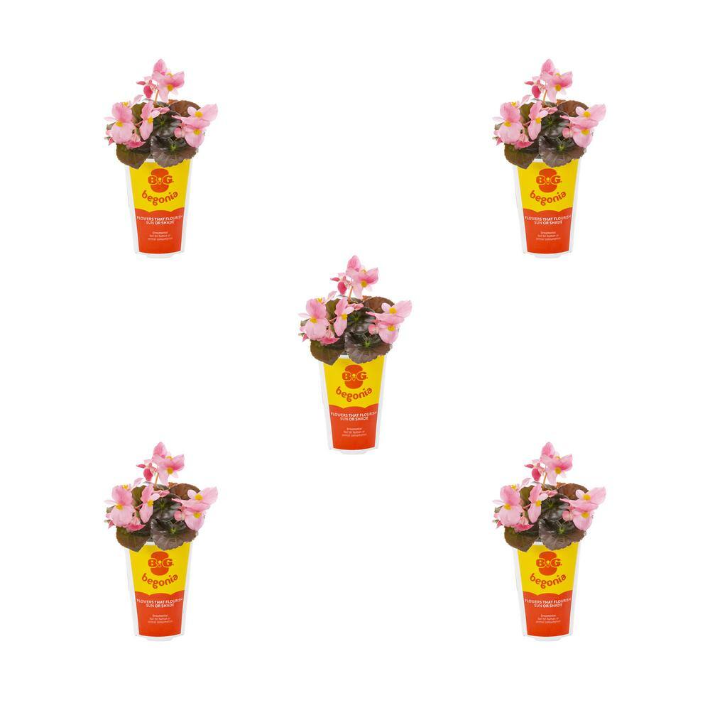 1.5 PT Big Begonia Pink with Bronze Leaf Annual Plant (5-Pack)