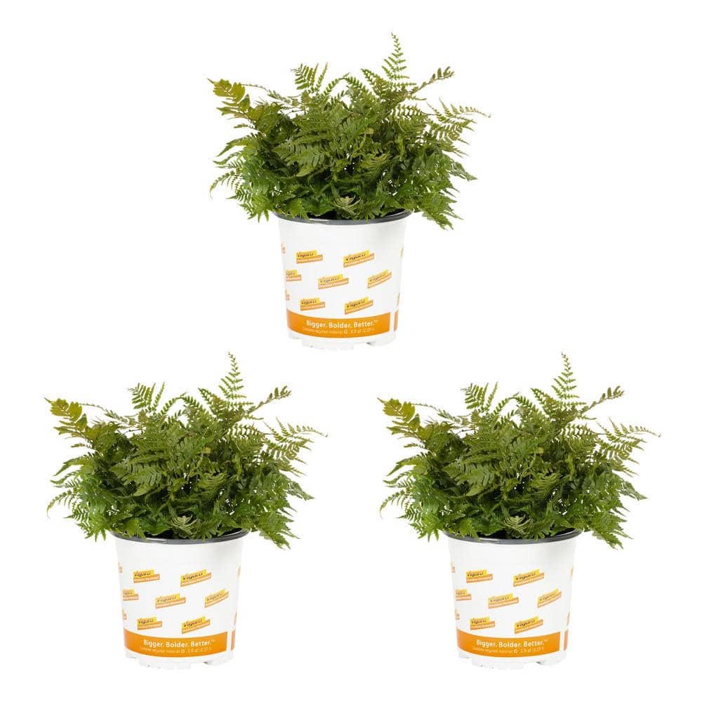 2 Qt. Fern Hardy Autumn Perennial Plant (3-Pack)