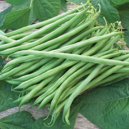 Eden Brothers Bean Seeds (Bush) - Tenderette Non-GMO Seeds for Planting  1 Ounce | High-Yielding  Low-Maintenance Vegetable Seeds  Plant During Warm S