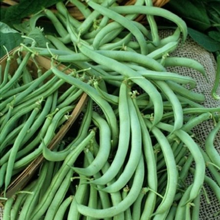 Eden Brothers Bean Seeds (Bush) - Tendergreen Non-GMO Seeds for Planting  1/4 Pound | High-Yielding  Low-Maintenance Vegetable Seeds  Plant During War