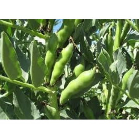 Bean  FAVA Windsor Bush  Heirloom  500 + Seeds  Non-GMO  Buttery N Healty Beans
