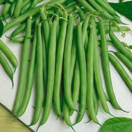 Bean Seeds (Bush) - Slenderette - 1 Pound  Vegetable Seeds  Heirloom  Easy to Grow & Maintain  Container Garden