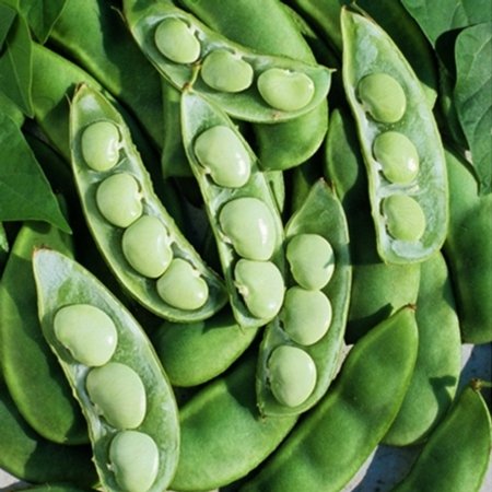 Eden Brothers Bean Seeds (Bush Lima) - Fordhook 242 Non-GMO Seeds for Planting  1 Pound | High-Yielding  Low-Maintenance Vegetable Seeds  Plant During