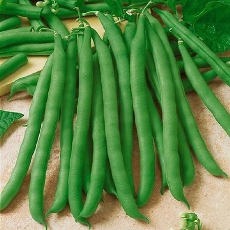 Eden Brothers Bean Seeds (Bush) - Contender Non-GMO Seeds for Planting  1 Pound | High-Yielding  Low-Maintenance Vegetable Seeds  Plant During Warm Se