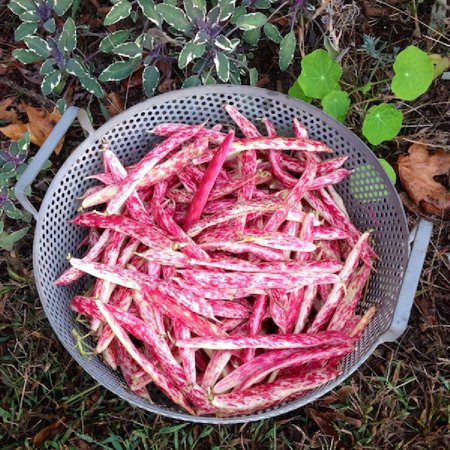 Bean Seeds (Bush) - Taylor Dwarf Horticultural - 1/4 Pound - Vegetable Seeds  Heirloom Seed  Open Pollinated Seed Easy to Grow & Maintain  Container G