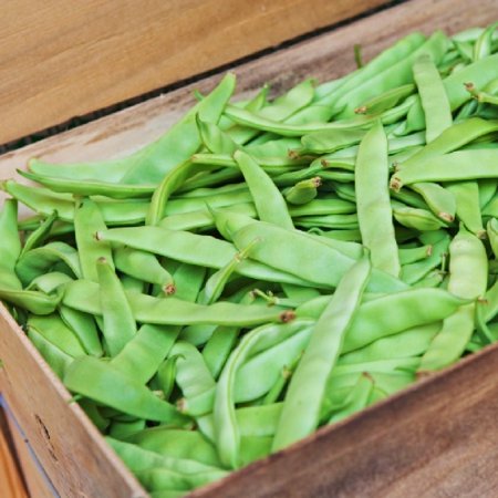 Bean Seeds (Bush) - Romano - 1 Pound  Vegetable Seeds  Heirloom  Easy to Grow & Maintain  Container Garden