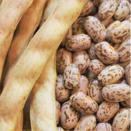 TomorrowSeeds - Pinto Bean Seeds - 90+ Count - for 2025 Planting Heirloom Spanish Speckled Bush