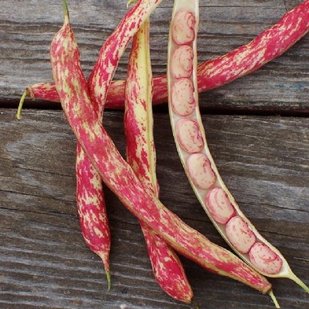 Bean Seeds (Bush) - Tongue of Fire - 1/4 Pound - Vegetable Seeds  Heirloom Seed Easy to Grow & Maintain  Container Garden