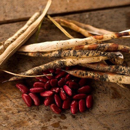 Bean Seeds (Bush) - Dark Red Kidney - 1 Ounce - Vegetable Seeds  Heirloom Seed  Open Pollinated Seed Easy to Grow & Maintain  Container Garden