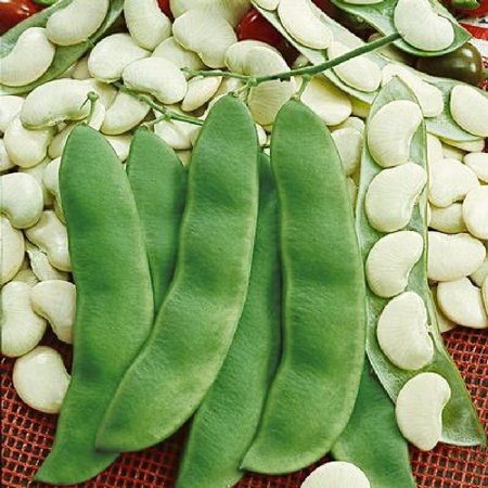 Eden Brothers Bean Seeds (Bush Lima) - Henderson Non-GMO Seeds for Planting  1 Ounce | High-Yielding  Low-Maintenance Vegetable Seeds  Plant During Wa
