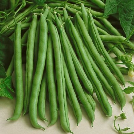 Bean Seeds (Organic - Bush) - Provider - Ounce  Vegetable Seeds  Organic  Heirloom  Easy to Grow Maintain  Container Garden