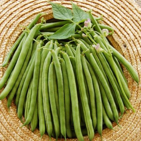 Bean Seeds (Bush) - Stringless Greenpod - 1 Ounce - Vegetable Seeds  Heirloom Seed Easy to Grow & Maintain  Container Garden