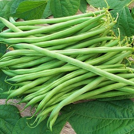 Eden Brothers Bean Seeds (Bush) - Landreth Stringless Non-GMO Seeds for Planting  1 Ounce | High-Yielding  Low-Maintenance Vegetable Seeds  Plant Duri